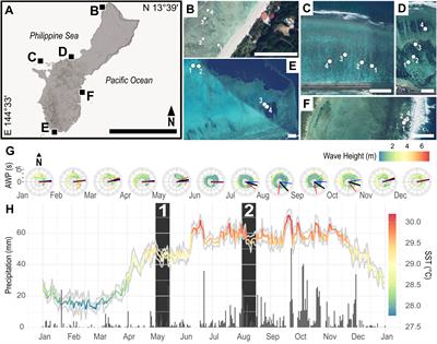 Cellular plasticity facilitates phenotypic change in a dominant coral’s Symbiodiniaceae assemblage